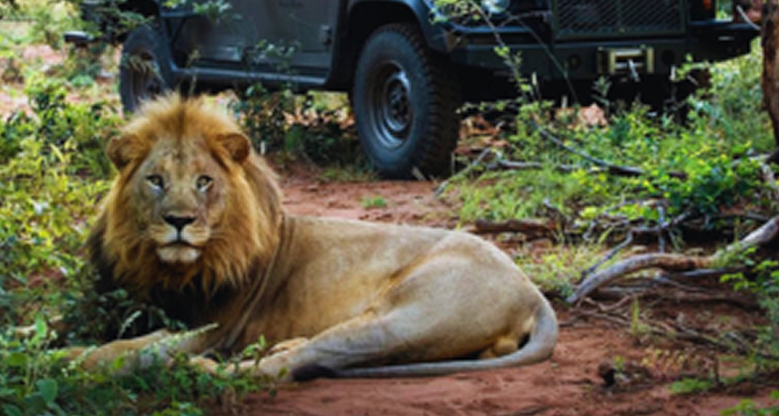 Safari Tours